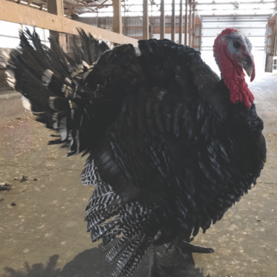 B.B. Bronze Turkeys