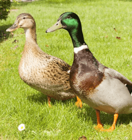 Rouen Ducklings